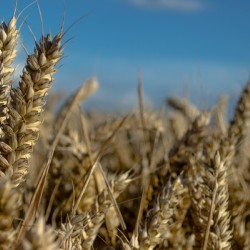 Ata tohumu siyez buğday unu