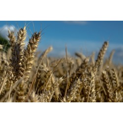 Ata tohumu siyez buğday unu